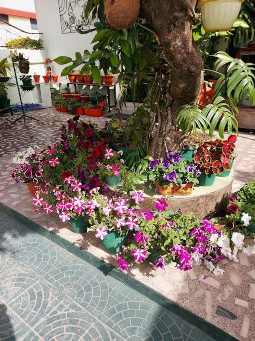 Olive Greens Homestay دهرادون المظهر الخارجي الصورة